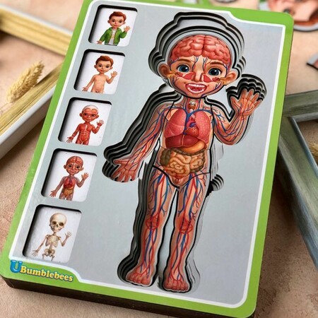 Пазл-сортер Анатомія людини хлопчик зображення 2